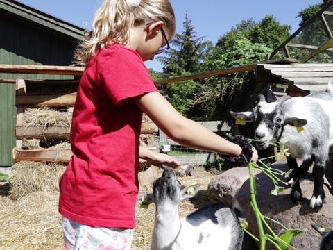Vodatent Rosenvold Strand Camping - Jutland-Central - Image N°2
