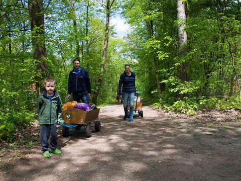 Vakantiepark De Wiltzangh - De Wolden - Image N°17