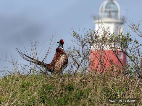 Villapark Residentie Texel - Texel - Image N°33
