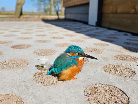 Vakantiepark Ljeppershiem - Noardeast-fryslân - Image N°13