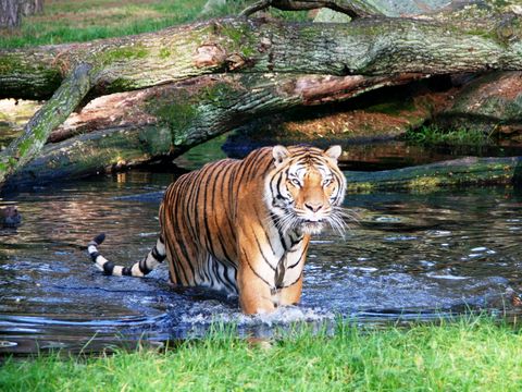 Serengeti Park - Basse-saxe - Image N°11
