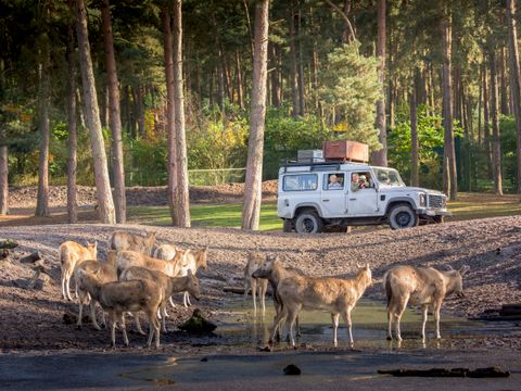 Serengeti Park - Basse-saxe - Image N°8
