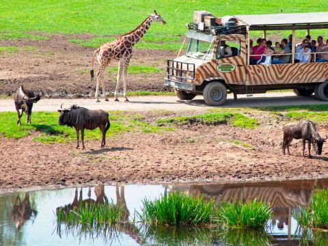 Serengeti Park - Basse-saxe - Image N°9