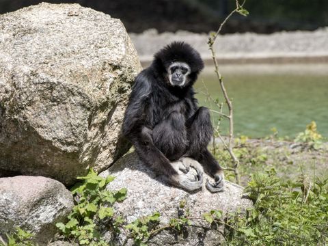 Serengeti Park - Basse-saxe - Image N°15