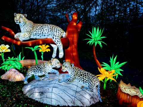 Serengeti Park - Basse-saxe - Image N°17