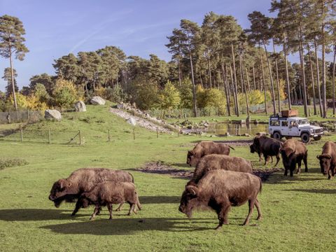 Serengeti Park - Basse-saxe - Image N°13