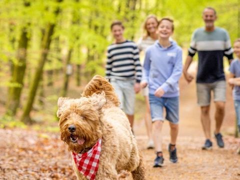 Ardennen Camping Bertrix - Luxembourg - Image N°3
