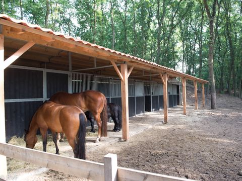 Vakantiepark Sandberghe - Uden - Image N°9