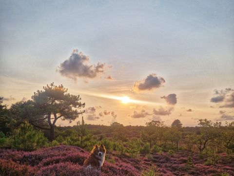 WestCord Aparthotel Boschrijck - Terschelling - Image N°3