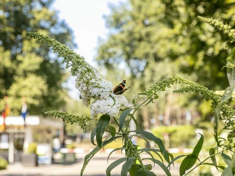 Vakantiepark de Bergen - Sint Anthonis - Image N°32