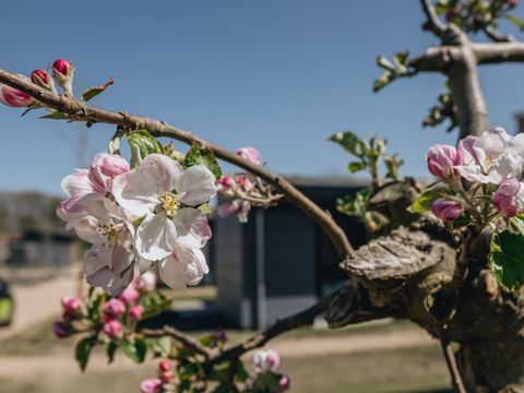 Roompot Park Wijdenes - Drechterland - Image N°5