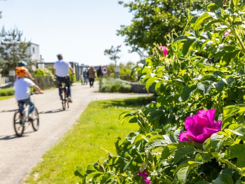 Landal Vakantiepark Callassande - Schagen