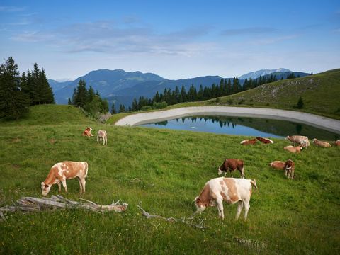 Forest Camping Mozirje - Slovenie