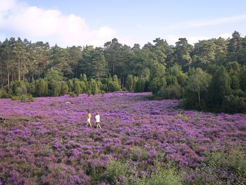 Center Parcs Bispinger Heide - Basse-saxe