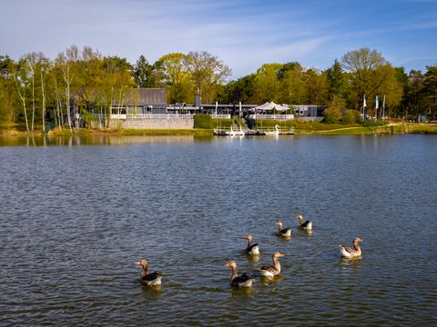 Landal Bospark 't Wolfsven - Geldrop-Mierlo - Image N°5
