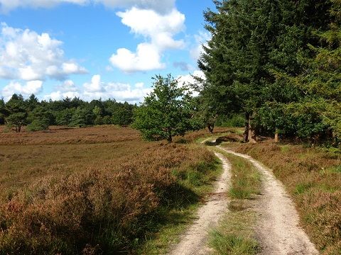 Bungalowpark Het Bosmeer - Weststellingwerf - Image N°21