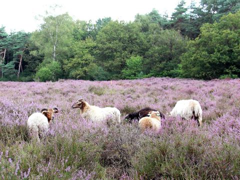 Molecaten Park Landgoed Ginkelduin - Utrechtse Heuvelrug - Image N°31