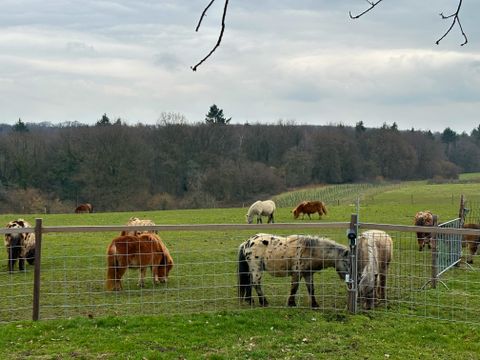 Bungalowpark Landsrade - Gulpen-Wittem - Image N°30