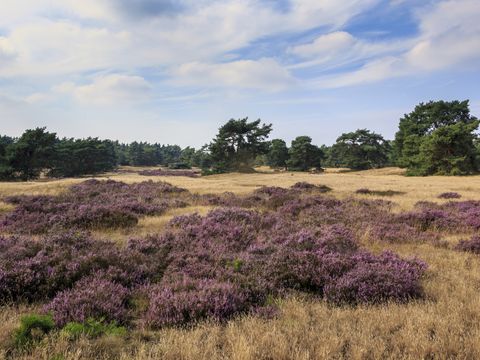 Recreatiepark De Boshoek - Barneveld - Image N°33
