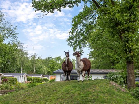 Residence De Eese - Steenwijkerland - Image N°12