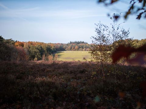 TopParken Landgoed de Scheleberg - Ede - Image N°30