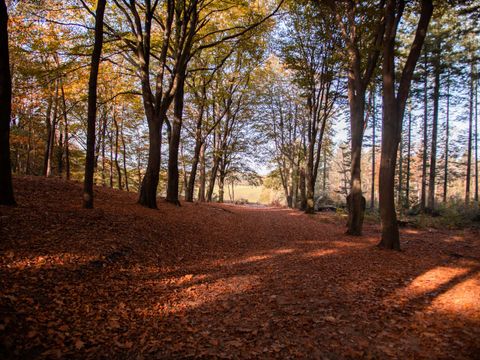 TopParken Landgoed de Scheleberg - Ede - Image N°32