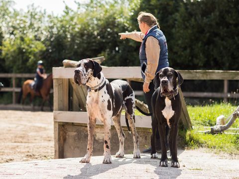 TopParken Landgoed de Scheleberg - Ede