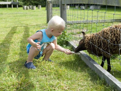 Molecaten Park Wijde Blick - Renesse - Image N°4
