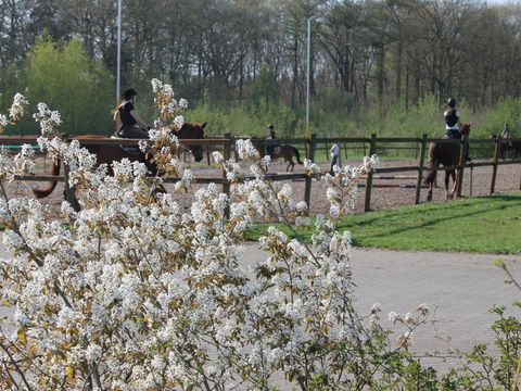Horsetellerie Rheezerveen - Hardenberg - Image N°18