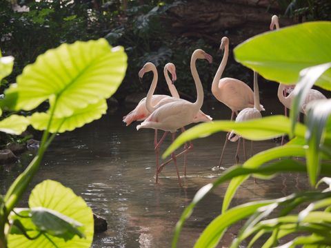 Tropical Islands Resort - Brandebourg - Image N°12