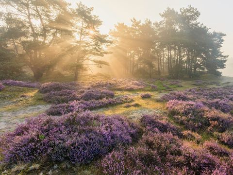 Park Berkenrhode - Ede - Image N°27