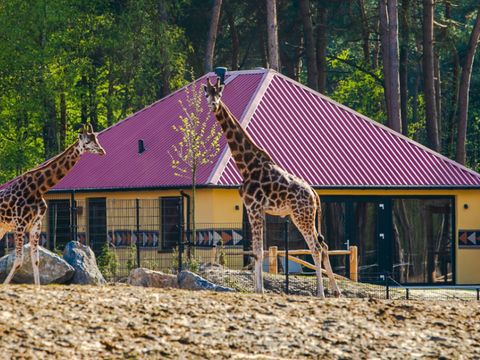 Safari Resort Beekse Bergen - Hilvarenbeek