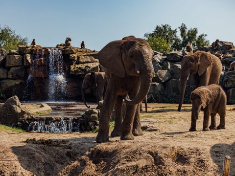 Safari Resort Beekse Bergen - Hilvarenbeek - Image N°3