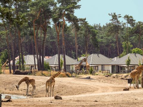Safari Resort Beekse Bergen - Hilvarenbeek - Image N°5