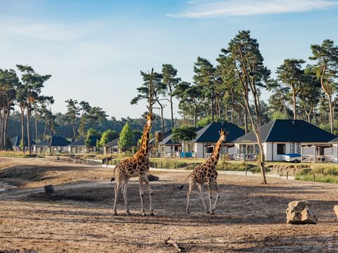 Safari Resort Beekse Bergen - Hilvarenbeek - Image N°4