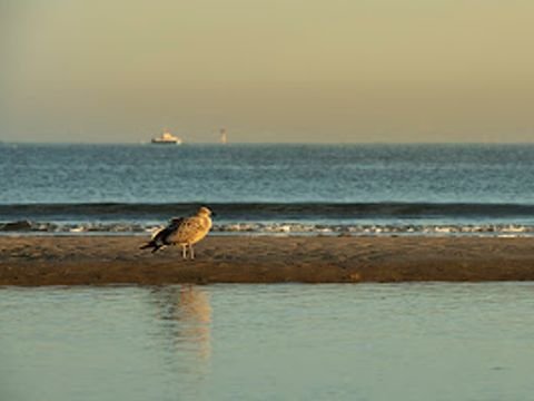 Verblijfpark Beachside - Flandre Occidentale - Image N°37
