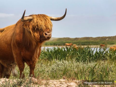 Villapark de Koog - Texel - Image N°15