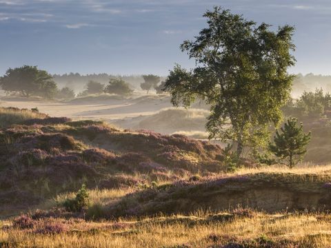 Park Drentheland - Westerveld - Image N°14
