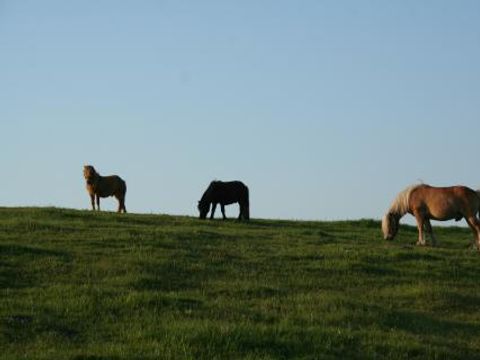 Ferienhof Brockzetel - Basse-saxe - Image N°2