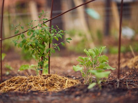Center Parcs Les Landes de Gascogne - Lot-et-Garonne