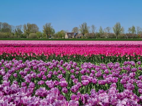 Recreatiepark De Wielen - Schagen - Image N°22