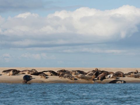 Landal Kaap West - Terschelling