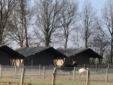 Vodatent Camping de Waterbuffelfarm  - Steenwijkerland