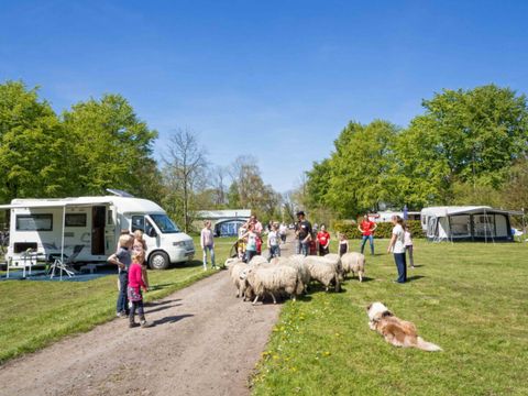 Vodatent Landgoedcamping Nienoord - Westerkwartier