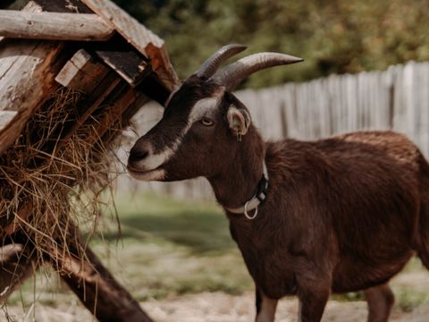 Vodatent Camping de Tulpenweide - Hollands Kroon - Image N°5