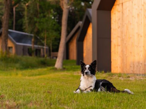 Roodewoud - Aa en Hunze - Image N°2