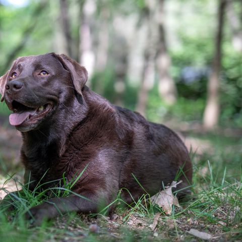 Bospark de Eendracht - Barneveld - Image N°3