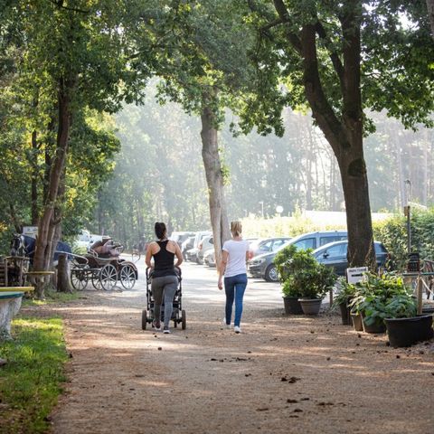 Camping Zavelbos - Limburg Belge - Image N°4