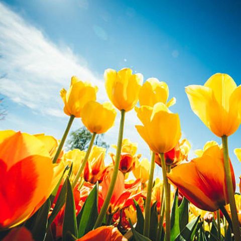 TENTE TOILE ET BOIS 6 personnes - Safari Lodge B