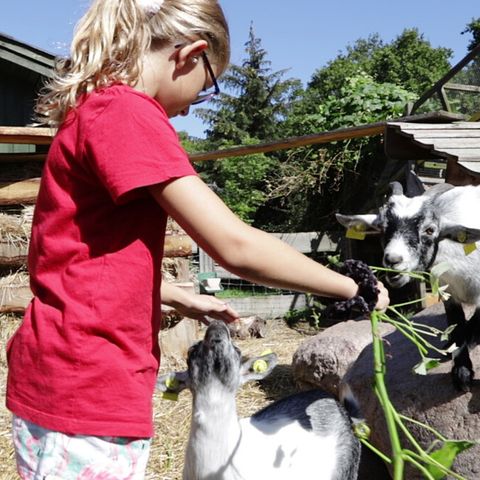 Vodatent Rosenvold Strand Camping - Jutland-Central - Image N°3